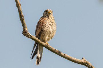 Kestrel