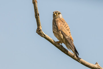 Kestrel