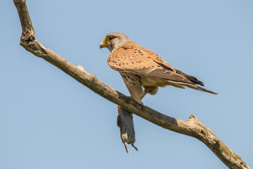 Kestrel