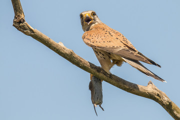 Kestrel