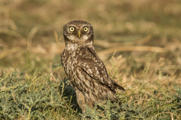 Screech owl