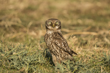 Screech owl