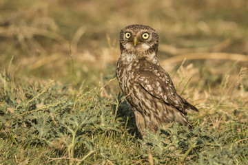 Screech owl