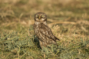 Screech owl