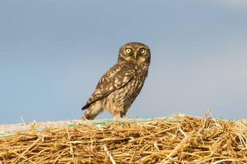 Screech owl