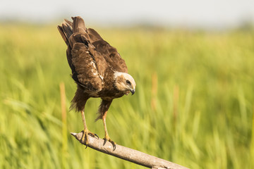 Marsh Harrier