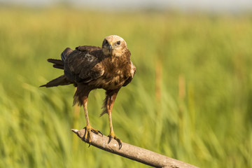 Marsh Harrier