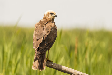 Marsh Harrier
