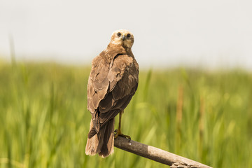 Marsh Harrier