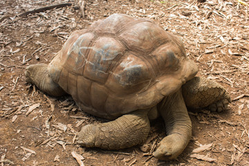 Obraz premium land tortoises