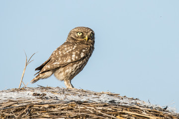 Screech owl
