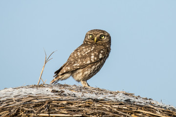Screech owl