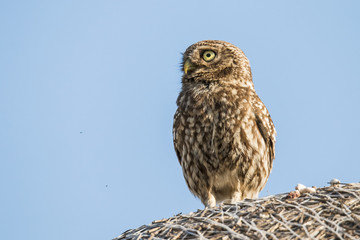Screech owl