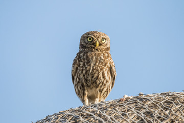 Screech owl