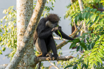 Gray- or Hanuman langurs are the most widespread langurs of South Asia. This group is situated in the back of the village in Unawatuna in Sri Lanka. They take foliage very close to the settlements