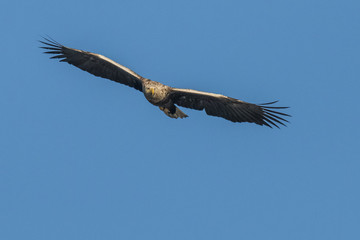 White Taile Eagle