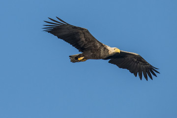 Obraz premium White Taile Eagle