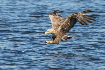 White Taile Eagle