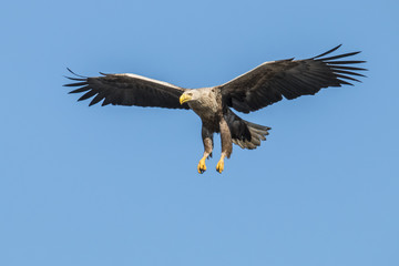 Fototapeta na wymiar White Taile Eagle