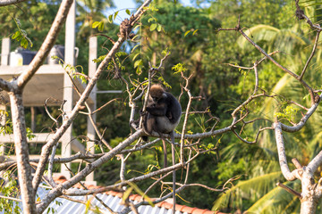 Gray- or Hanuman langurs are the most widespread langurs of South Asia. This group is situated in the back of the village in Unawatuna in Sri Lanka. They take foliage very close to the settlements