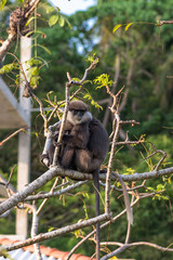 Gray- or Hanuman langurs are the most widespread langurs of South Asia. This group is situated in the back of the village in Unawatuna in Sri Lanka. They take foliage very close to the settlements