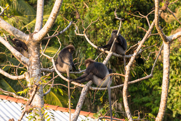 Gray- or Hanuman langurs are the most widespread langurs of South Asia. This group is situated in the back of the village in Unawatuna in Sri Lanka. They take foliage very close to the settlements
