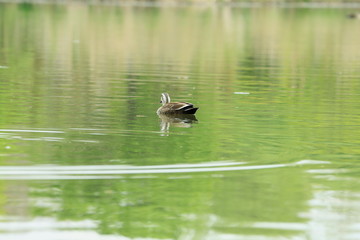 新緑の中を泳ぐ鴨