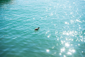 duck in turquoise water pair swimming in lake