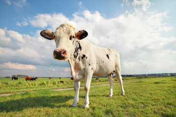 Fototapeta na wymiar cow on green grass pasture