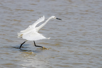 Little Egret (Egretta garzetta) seeking fish