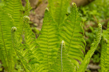 Fern leaf with water drops close-up