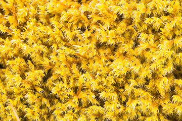 forest moss