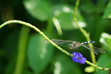 Closeup photograph of a dragonfly (Anisoptera) with purple flower