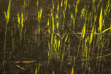 Obraz premium Evening grass in the burned hill