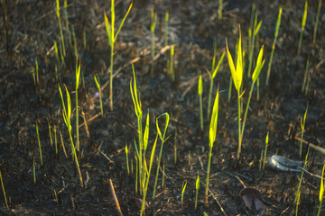 Evening grass in the burned hill