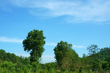Obraz premium Trees on hill against a bright blue sky