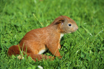 Naklejka na ściany i meble kleines Eichhörnchen im Gras
