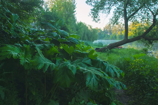 Heracleum poisonous plant. The sap of it causes phytophotodermatitis in humans