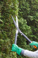 Gardener is trimming a hedge. Cutting the hedge with garden shears. - obrazy, fototapety, plakaty