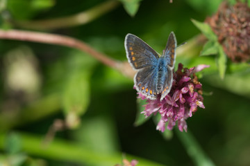 Female common blue butterfly on a thistle flower
