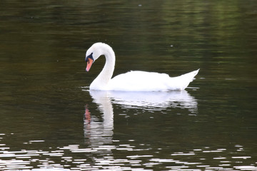 Naklejka premium Swan swimming on a still calm lake