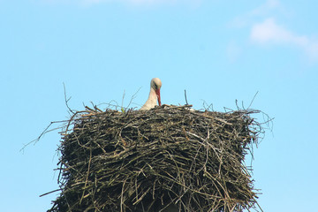 Waiting for a frog. Stork in a nest