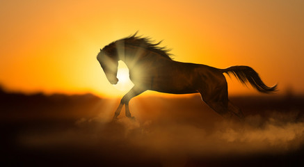Dark horse runs on sunset background in dust