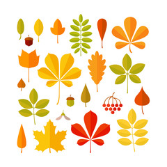 Autumn leaf set isolated on white background.