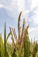 Fields of corn in the late summer