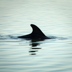 Fototapeta premium triangle fin of isolated dolphin in water with reflection