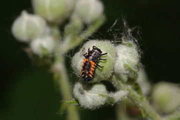 Larve des Marienkäfers, Coccinellidae