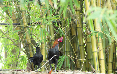Male and female chickens find food beside clump bamboos.