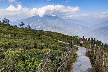 Temi Tea Garden with mountain and enormous cloud in the background in winter near Gangtok. Sikkim, India.