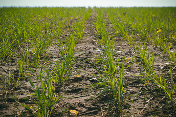 Newly planted grass in rural field